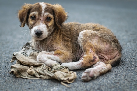 Sick looking stray street puppy on road in urban city