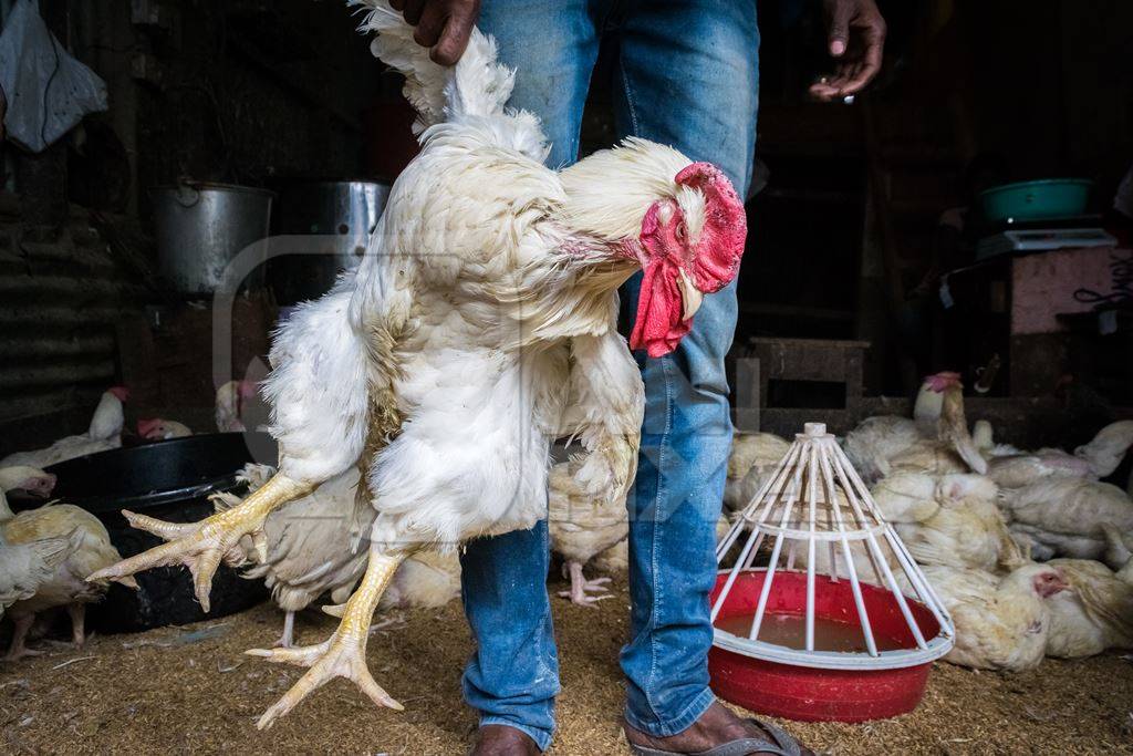 Man holding up large white chicken for sale at a chicken market