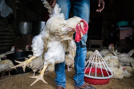 Man holding up large white chicken for sale at a chicken market