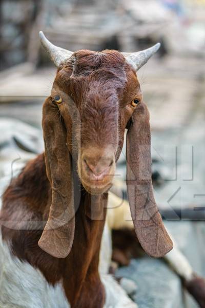 Close up of face of goat in an urban city in Maharashtra