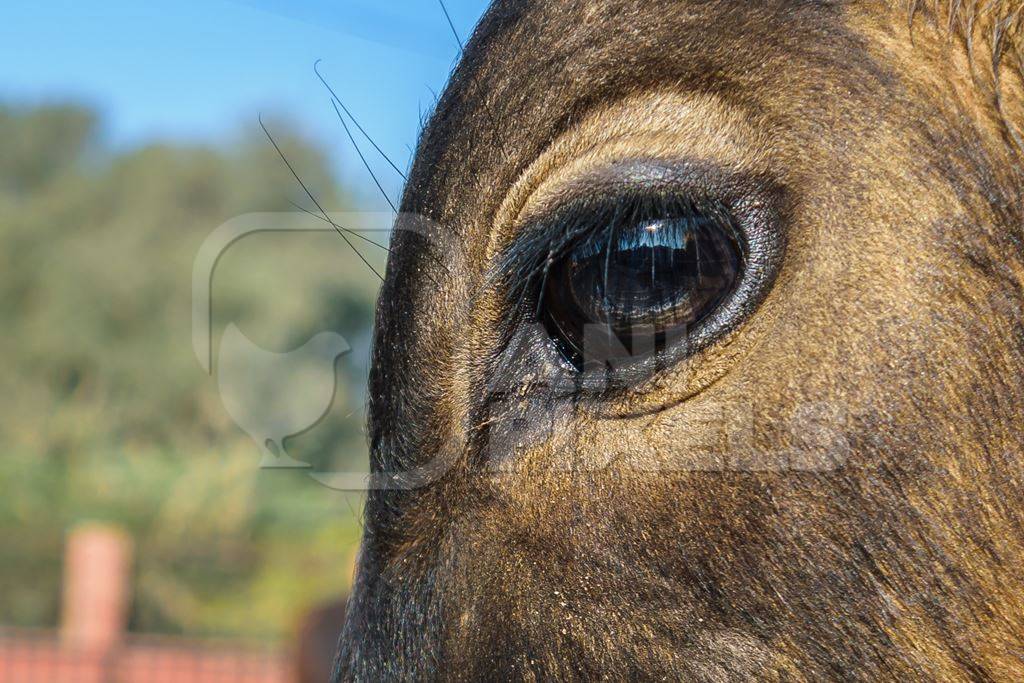 Close up of eye of street cow on street in Bikaner in Rajasthan