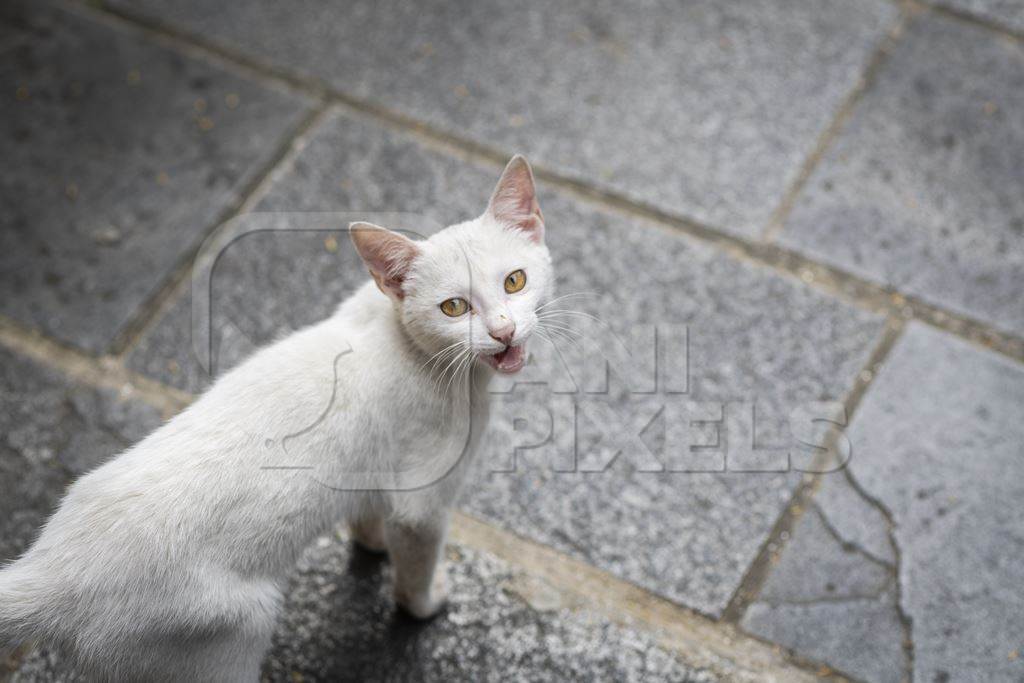Nepali white stray or street cat in the city of Kathmandu in Nepal