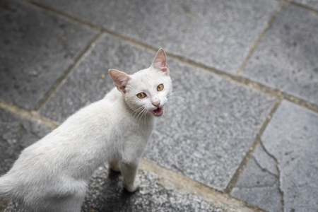 Nepali white stray or street cat in the city of Kathmandu in Nepal