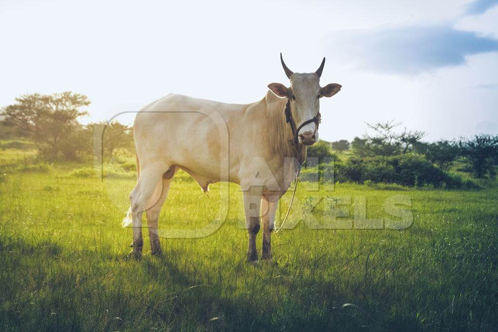 Large bullock or bull in green field on the outskirts of Pune