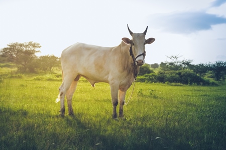 Large bullock or bull in green field on the outskirts of Pune