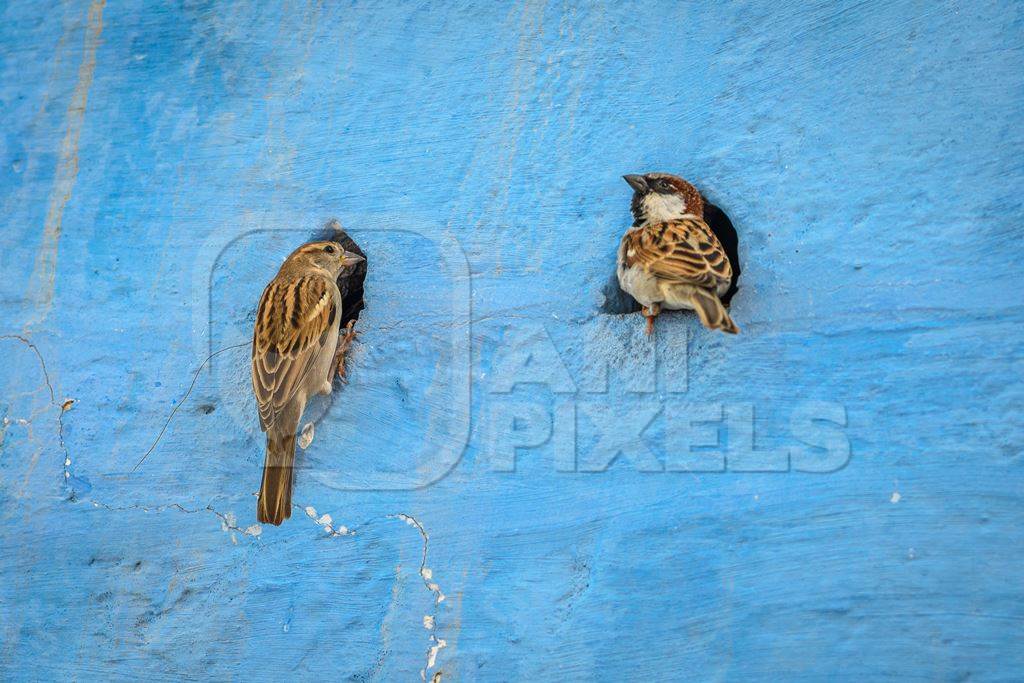 Indian house sparrow birds making nests in small holes in the walls of blue houses in the urban city of Jodhpur, Rajasthan, India, 2022