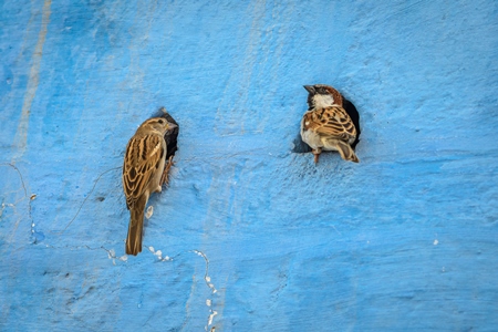 Indian house sparrow birds making nests in small holes in the walls of blue houses in the urban city of Jodhpur, Rajasthan, India, 2022