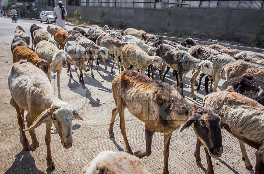 Herd of goats and sheep being led by farmer in an urban city street