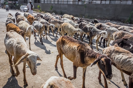 Herd of goats and sheep being led by farmer in an urban city street
