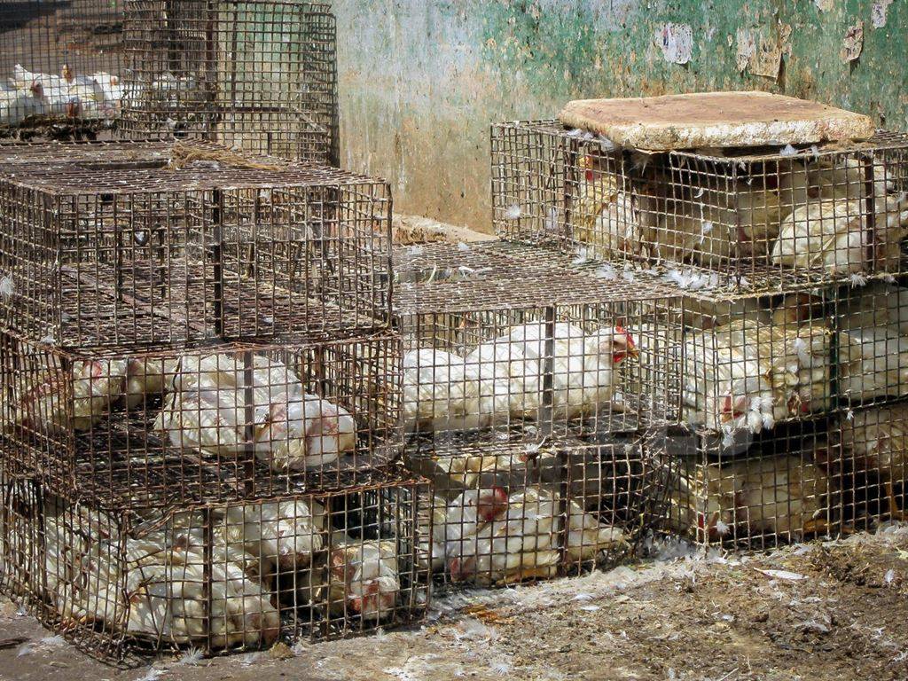 Broiler chickens in stacks of dirty cages at meat market