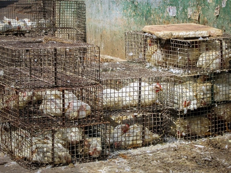 Broiler chickens in stacks of dirty cages at meat market