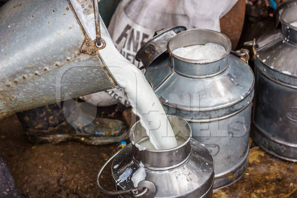 Man pouring dairy milk into a metal dairy can or bucket in an urban dairy in Pune in Maharashtra