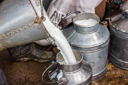 Man pouring dairy milk into a metal dairy can or bucket in an urban dairy in Pune in Maharashtra