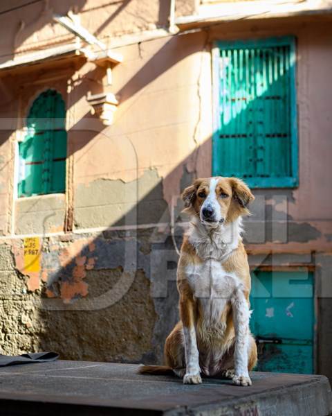 Indian street dog or stray pariah dog with orange and green background in the urban city of Jodhpur, India, 2022