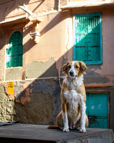 Indian street dog or stray pariah dog with orange and green background in the urban city of Jodhpur, India, 2022