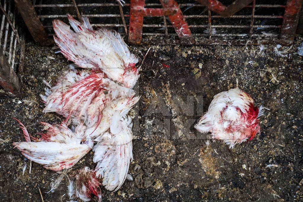 Blood stained wings of Indian broiler chickens that have been ripped off by the cages at Ghazipur murga mandi, Ghazipur, Delhi, India, 2022