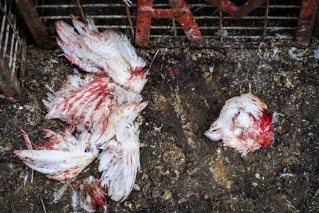 Blood stained wings of Indian broiler chickens that have been ripped off by the cages at Ghazipur murga mandi, Ghazipur, Delhi, India, 2022