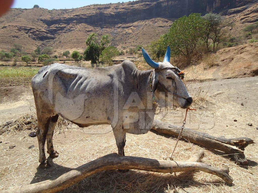 One bullock standing in dusty field