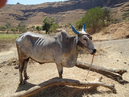 One bullock standing in dusty field