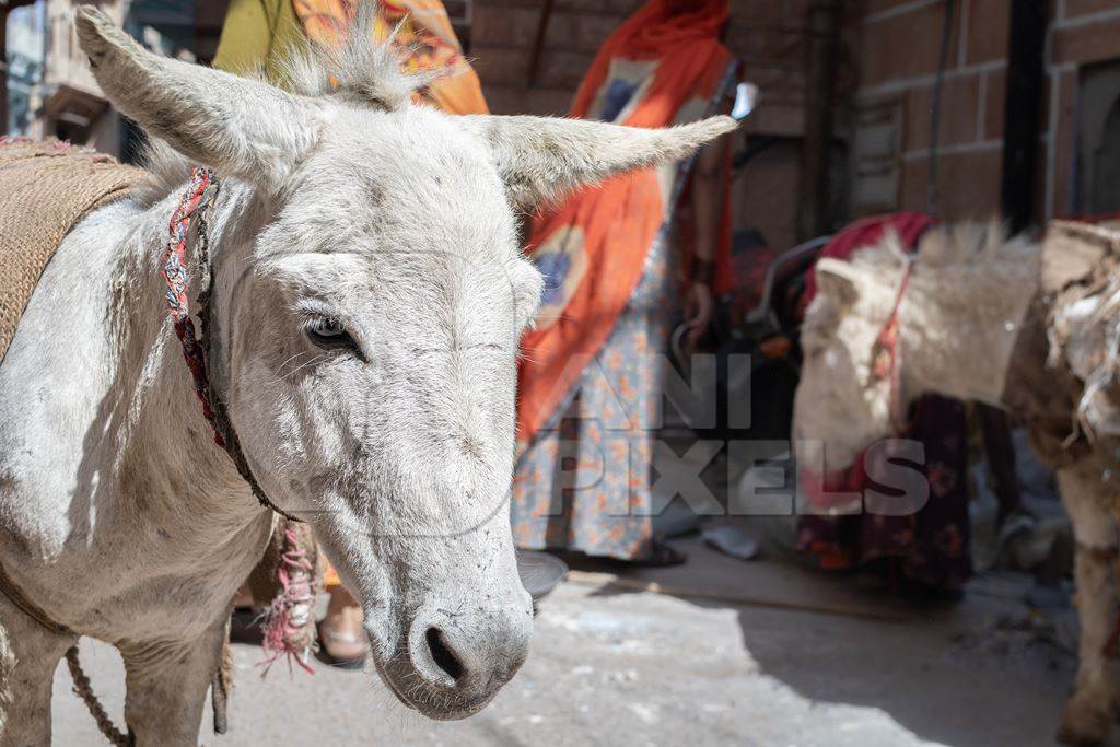 Working Indian donkeys used for animal labour to carry construction materials, Jodhpur, India, 2022