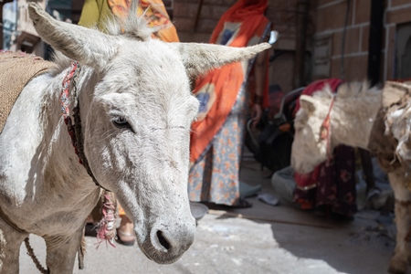 Working Indian donkeys used for animal labour to carry construction materials, Jodhpur, India, 2022