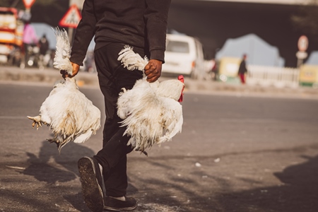 Man carrying Indian broiler chickens by the wings at Ghazipur murga mandi, Ghazipur, Delhi, India, 2022