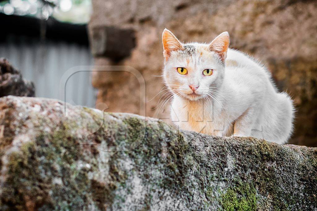 White street cat sitting on old mossy wall