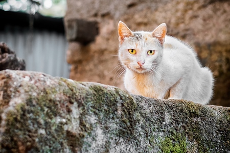 White street cat sitting on old mossy wall