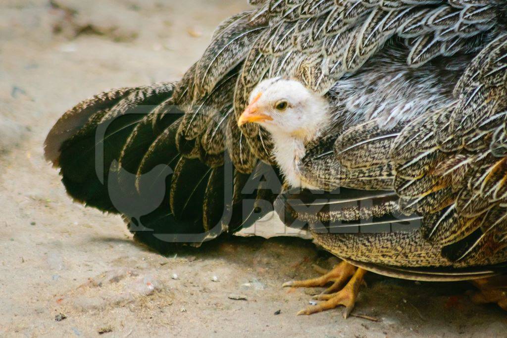 Small baby chick peeping out from mother hen