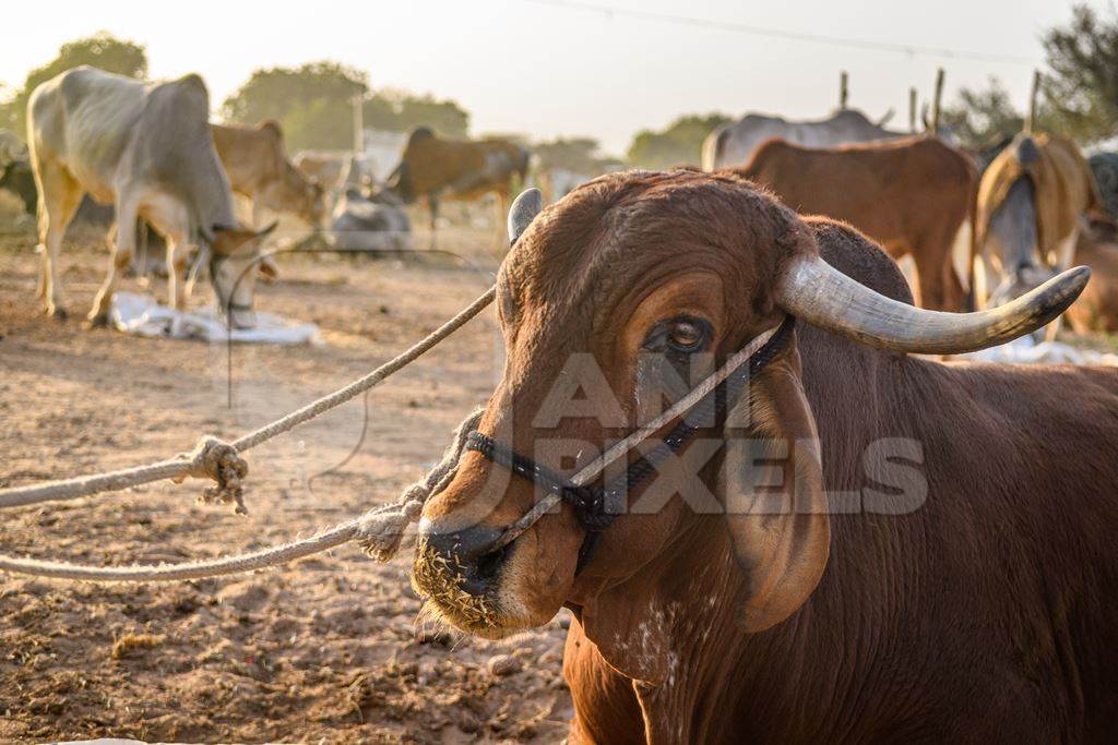 Indian cows or bullocks at Nagaur Cattle Fair, Nagaur, Rajasthan, India, 2022