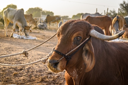 Indian cows or bullocks at Nagaur Cattle Fair, Nagaur, Rajasthan, India, 2022