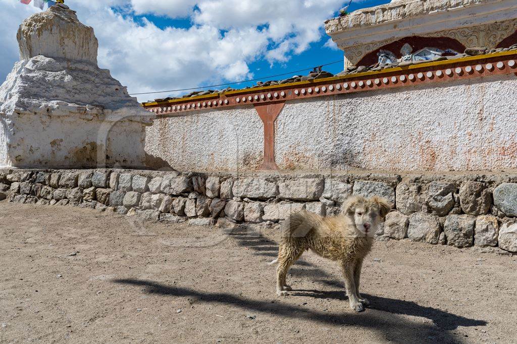 Dirty stray puppy outside a monastery in Ladakh, in the Himalayan mountains