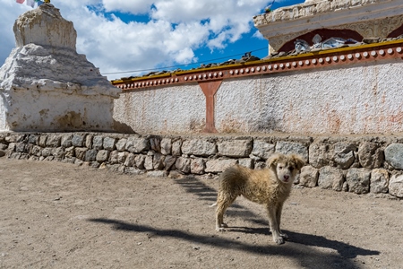 Dirty stray puppy outside a monastery in Ladakh, in the Himalayan mountains