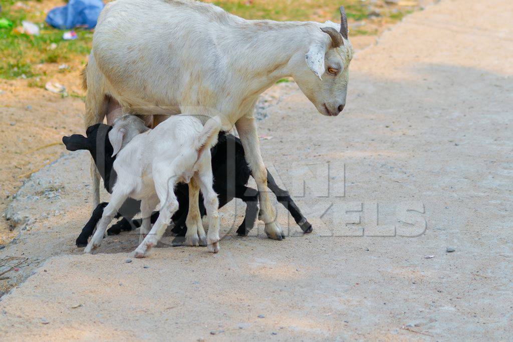 Indian goats on a rural farm in Bihar in India