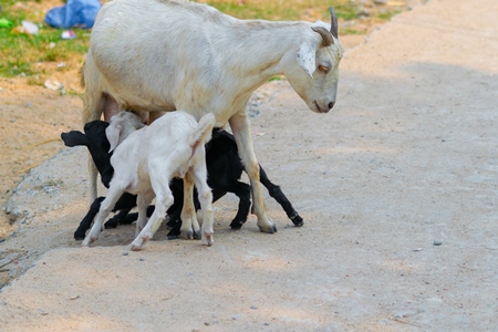 Indian goats on a rural farm in Bihar in India