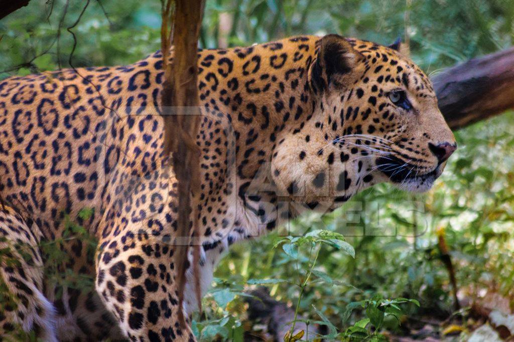 Leopard in captivity at Rajiv Gandhi Zoological Park zoo with large growth on side of face