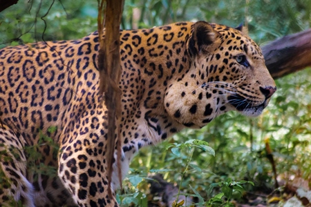 Leopard in captivity at Rajiv Gandhi Zoological Park zoo with large growth on side of face