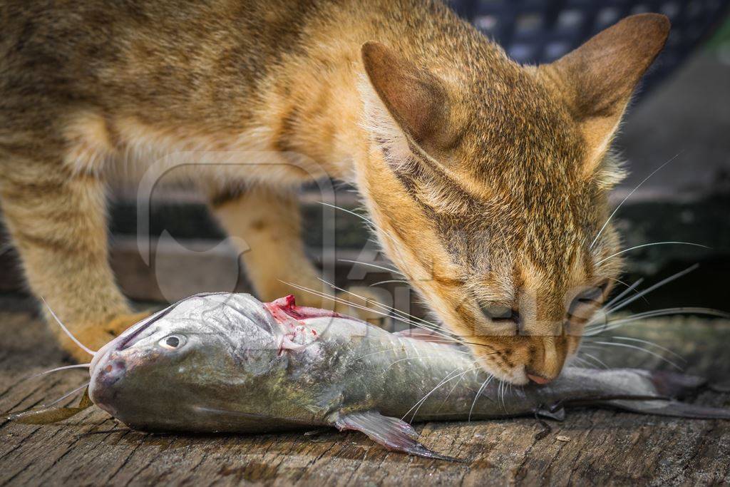 Street cat at Kochi fishing harbour in Kerala with fish in mouth