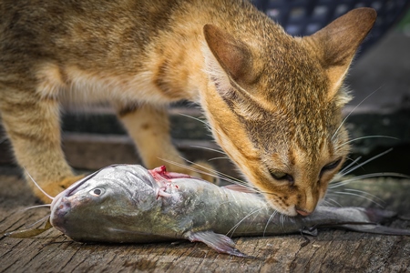 Street cat at Kochi fishing harbour in Kerala with fish in mouth