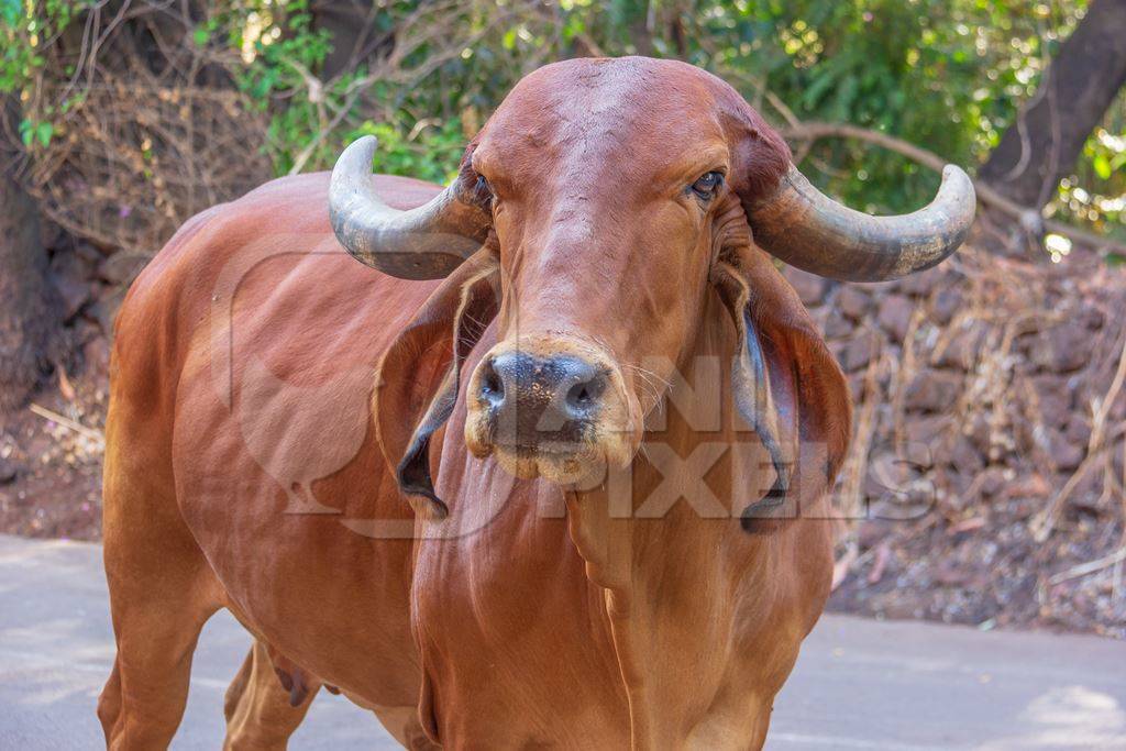 Large brown Indian brahman cow or bullock on the street with large horns in rural Maharashtra, India