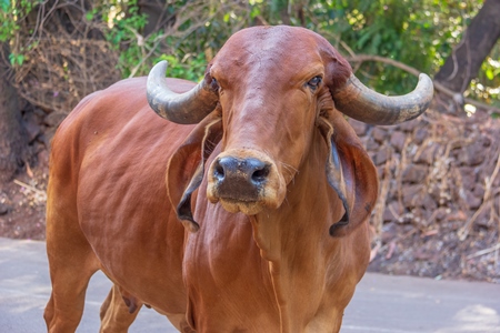 Large brown Indian brahman cow or bullock on the street with large horns in rural Maharashtra, India