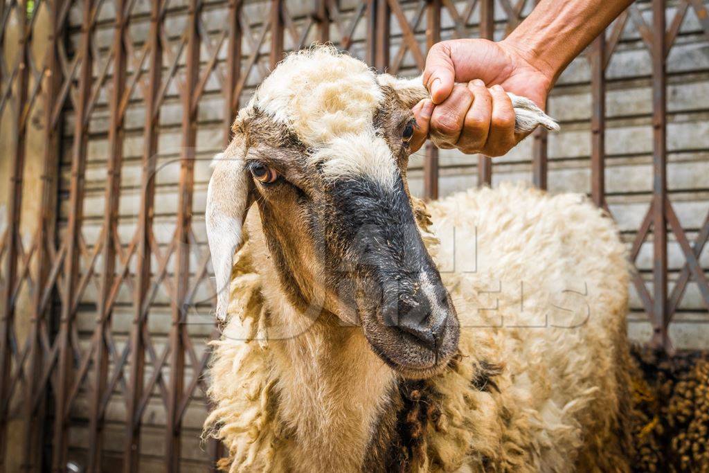 Man holding sheep by the ear in the street outside mutton shops in an urban city