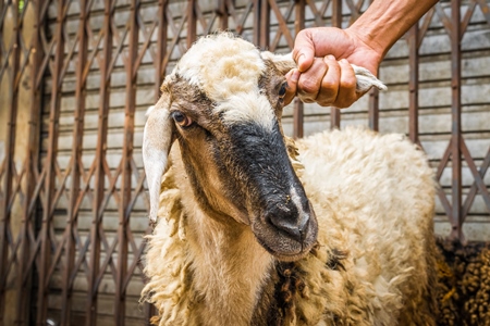 Man holding sheep by the ear in the street outside mutton shops in an urban city