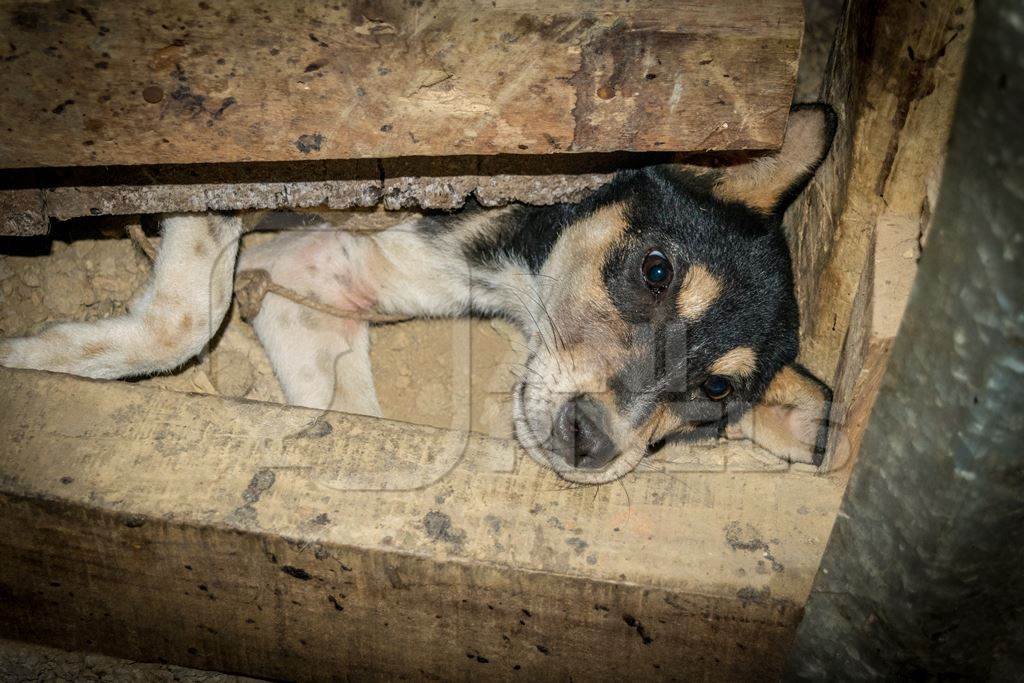 Dog trying to escape from a dark room where he is waiting to be butchered and sold as meat