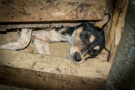 Dog trying to escape from a dark room where he is waiting to be butchered and sold as meat