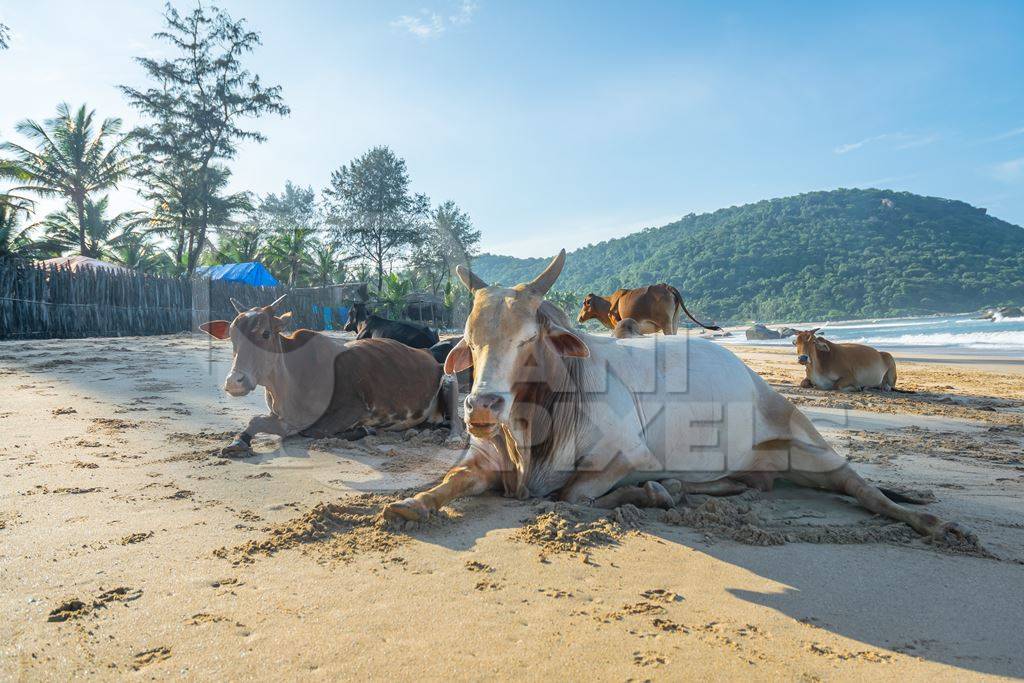 Many cows on the beach in Goa, India