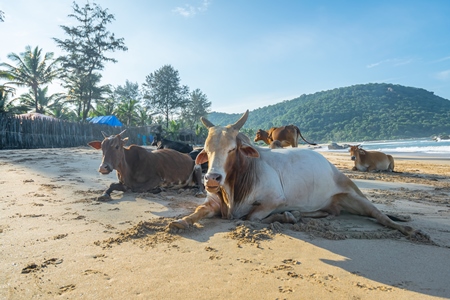 Many cows on the beach in Goa, India