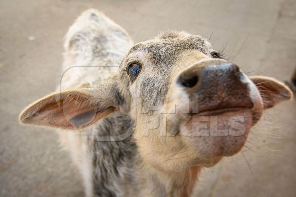 Indian street cow or calf in the road, Jaipur, India, 2022