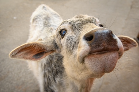 Indian street cow or calf in the road, Jaipur, India, 2022