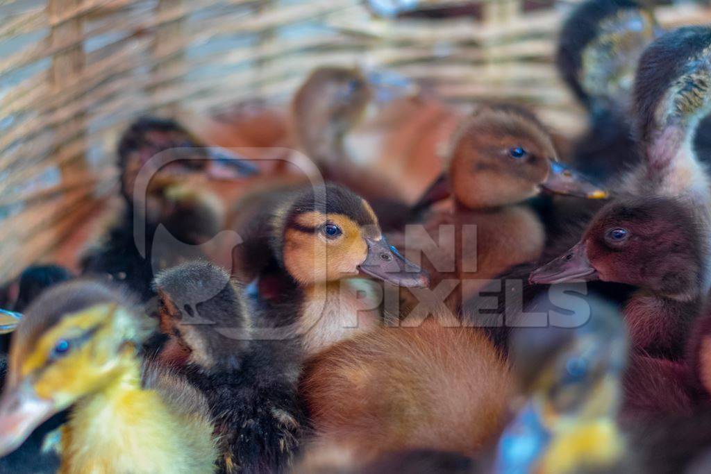 Ducks and ducklings on sale in baskets at a live animal market in the city of Imphal in Manipur in the Northeast of India